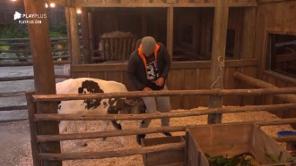 Bezerro Chiquinho brinca de dar cabeçadas em Rodrigo Phavanello