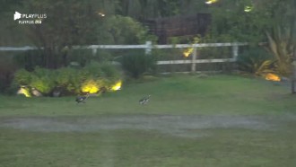 Hari e Lucas se divertem com pega-pega frenético entre aves na chuva