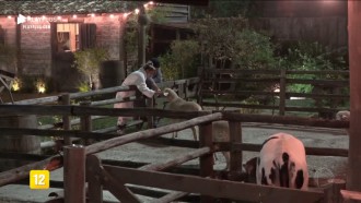 Hari e Lucas visitam os animais