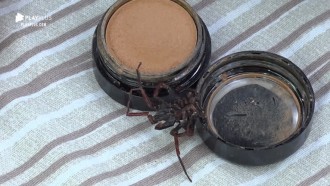 Hariany encontra aranha em maquiagem e fica com aflição