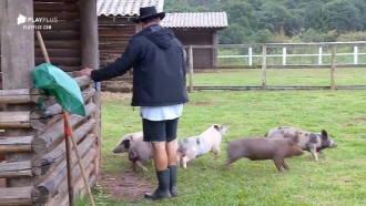 Lucas Viana acorda cedo e enfrenta chuva para cuidar dos porcos