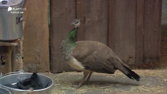 Pavoa 'invade' baia chamando atenção de Viny e Guilherme