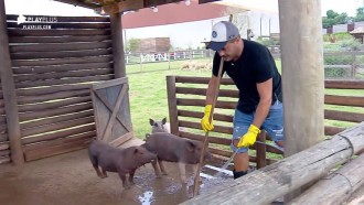 Phavanello se diverte ao limpar chiqueiro e dar banho nos porcos