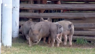 Porcos fazem barulho e Guilherme brinca: 'Tudo isso é fome?'