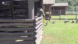 Porquinhos se divertem no sol, enquanto Hari limpa chiqueiro