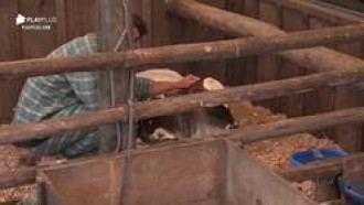 Relembre 4 momentos de Lucas Viana com os animais