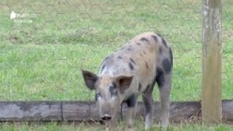 Relembre 6 perrengues que os peões passaram no chiqueiro