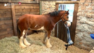 Relembre os melhores momentos do cavalo Lyon