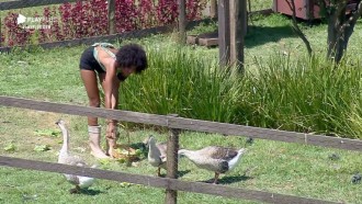 Sabrina Paiva acorda cedo para alimentar os gansos da sede