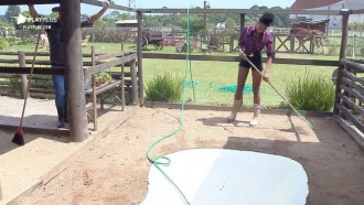 Sabrina Paiva acorda cedo para cuidar do galinheiro