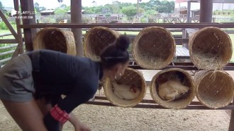 Sabrina Paiva coleta ovos enquanto 'conversa' com as galinhas