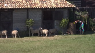 Sabrina toma um baile das ovelhas: 'To parecendo uma besta'