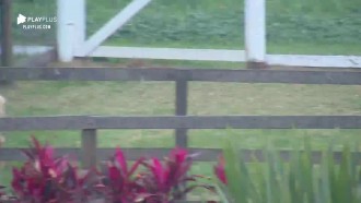 Thayse acorda para cuidar dos animais