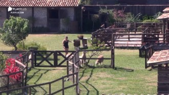 Thayse se atrapalha para cuidar das ovelhas