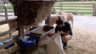 Thayse Teixeira organiza curral das ovelhas na sede