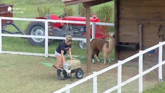 Thayse Teixeira realiza tarefa matinal de cuidar das lhamas