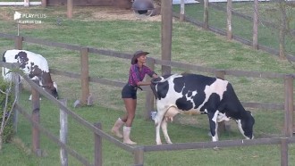 Vaca empaca e Sabrina tem que se esforçar para conduzir animal
