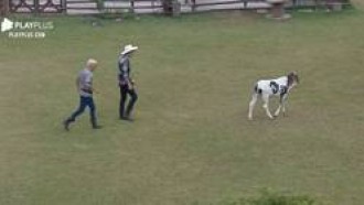 Veja 3 momentos em que os peões enfrentaram apuros com o bezerro