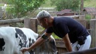 Veja 3 momentos que os peões se preocuparam com os animais