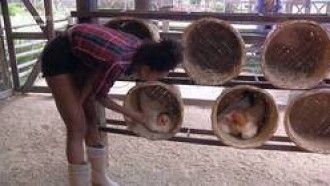 Veja 3 vezes em que as galinhas deram trabalho para os peões