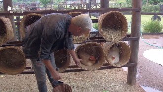 Viny toma bicadas ao tentar pegar ovos
