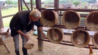Viny Vieira imita Chacrinha na hora de coletar ovos das galinhas