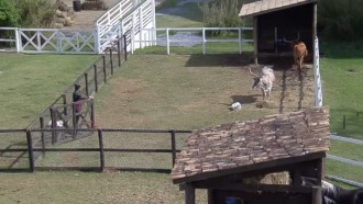 Bil foge das vacas de chifres - A Fazenda 13