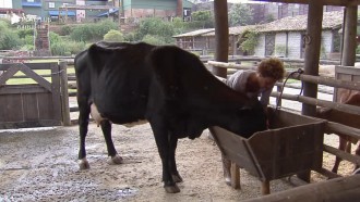 Lidi cuida da vaca - A Fazenda 12