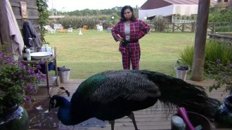 Solange conversa com o pavão - A Fazenda 13