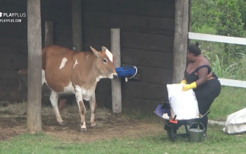 Jojo conversa com a vaca - A Fazenda 12