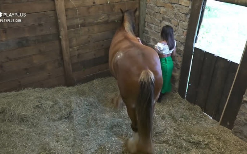 Tays cuida do cavalo Lyon - A Fazenda 12